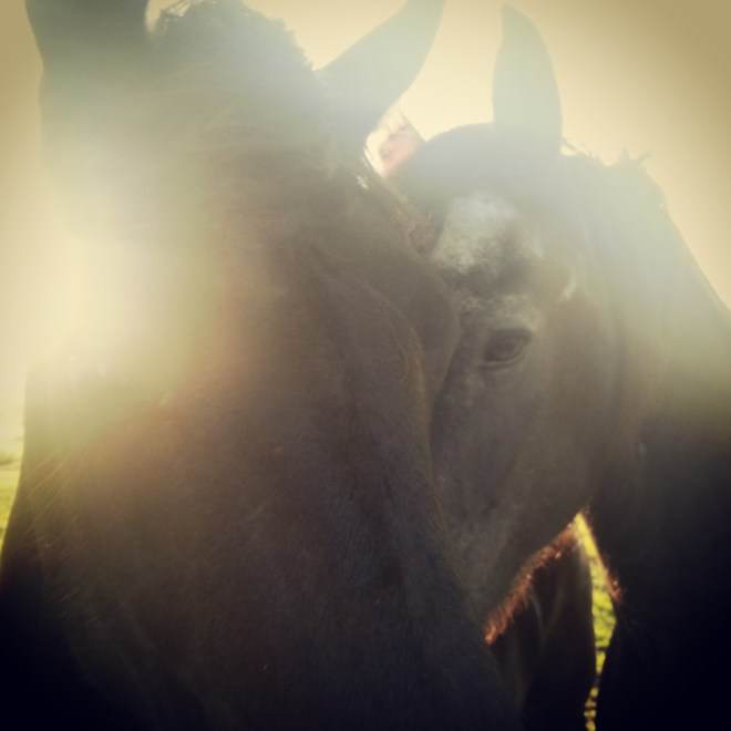 IMG_20130529_211041[1]