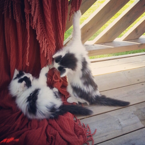 IMG_20140711_085819.jpg image